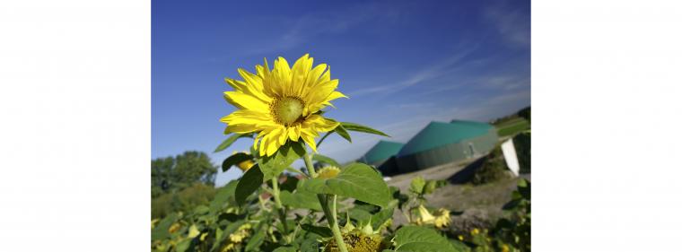 Enerige & Management > Biogas - Kooperation für Wärmetauscher