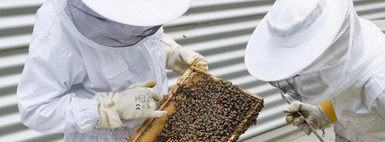 Enerige & Management > IT - Smarte Weight Watchers achten auf die Taillen von flotten Bienen