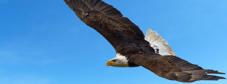 Enerige & Management > Windkraft Onshore - System schaltet Windräder jetzt auch bei Adler-Anflug ab
