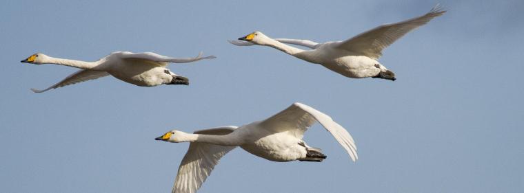 Enerige & Management > Windenergie - Vögel meiden Windkraftanlagen