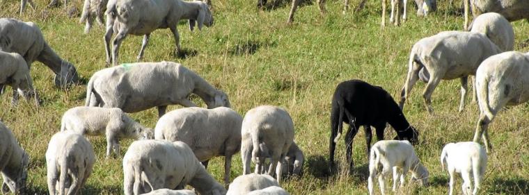 Enerige & Management > Wirtschaft - Verbraucher sollen schwarze Schafe melden