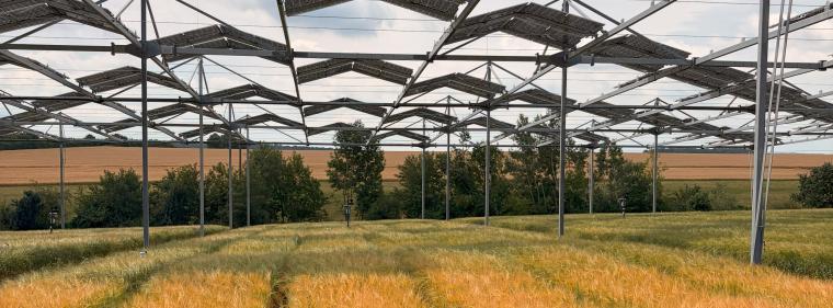 Enerige & Management > Photovoltaik - Ackerpflanzen kommen mit Schatten zurecht