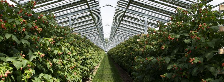 Enerige & Management > Photovoltaik - "Fruitvoltaic"-Ausbau in den Niederlanden