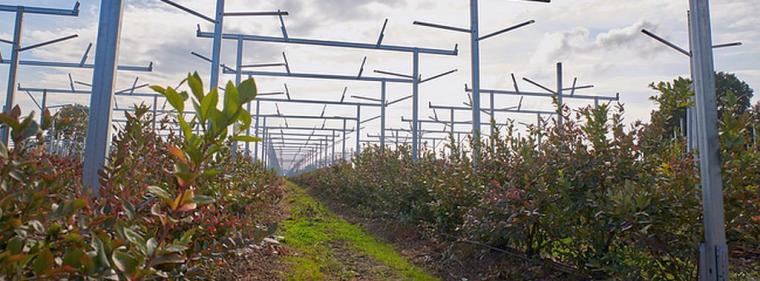 Enerige & Management > Photovoltaik - Solarstrom vom Heidelbeerfeld