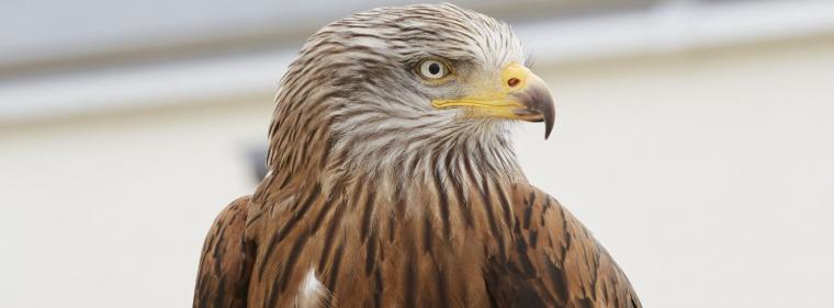 Enerige & Management > Windkraft Onshore - Muss man wirklich wegen Milanen ganz abschalten?