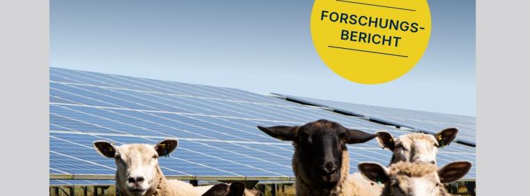 Enerige & Management > Photovoltaik - Solarparks auch als Weideland nutzbar