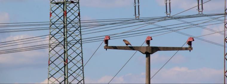 Enerige & Management > Stromnetz - Mehr Vogelschutz an Freileitungen in Baden-Württemberg