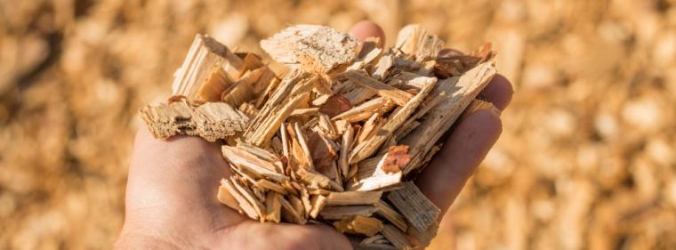 Enerige & Management > Biomasse - Biomethan aus Pappelholz