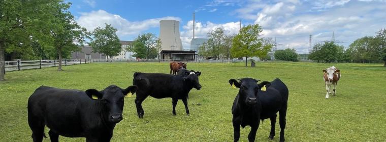 Enerige & Management > Stromspeicher - Eon-Töchter planen Großspeicher an Ex-Kernkraftstandort